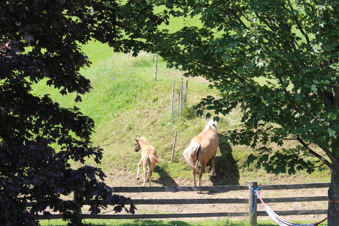 Blick vom Balkon auf Pferdeweide Bauernhof Pension Juri