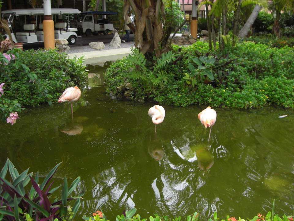 Teich vor der Lobby Grand Palladium Select Bávaro Resort & Spa