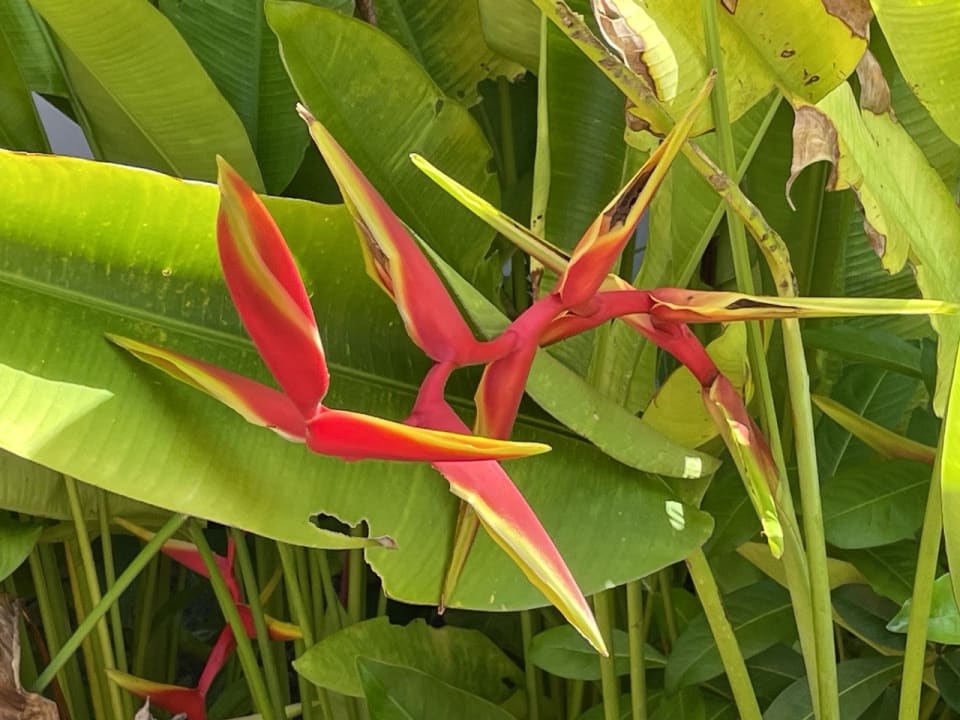 Gartenanlage Khaolak Laguna Resort