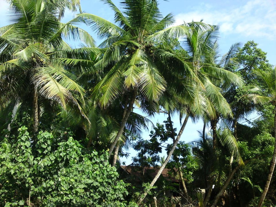 Karibiktraum Hotel Jetwing Tropical Villas