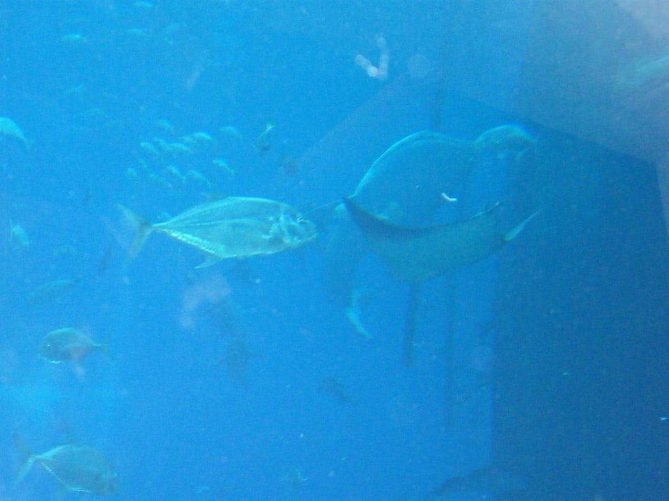 Atlantis Unterwasserwelt Atlantis, The Palm