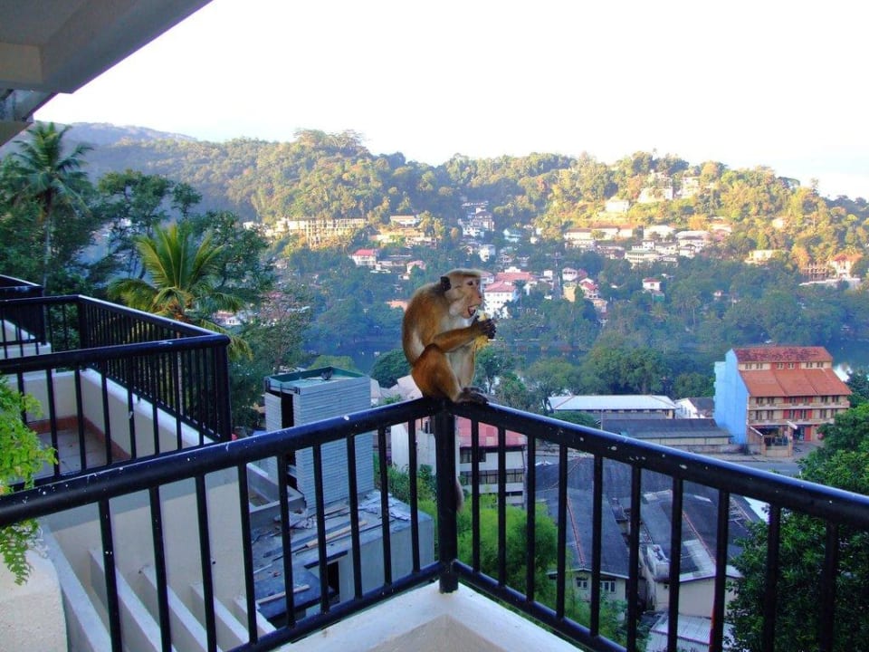 Affe auf Balkon Hotel Thilanka