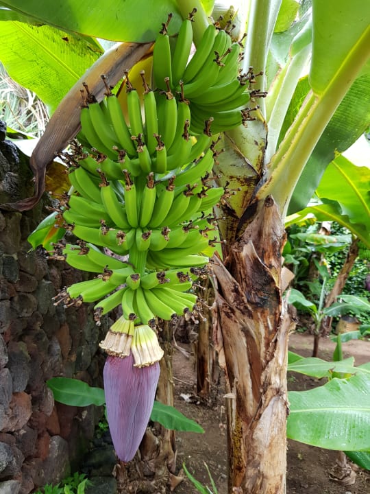 Gartenanlage BLUESEA Costa Jardin Spa