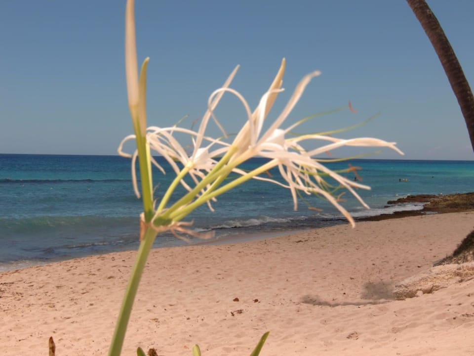 Ausblick aufs Meer Iberostar Selection Hacienda Dominicus