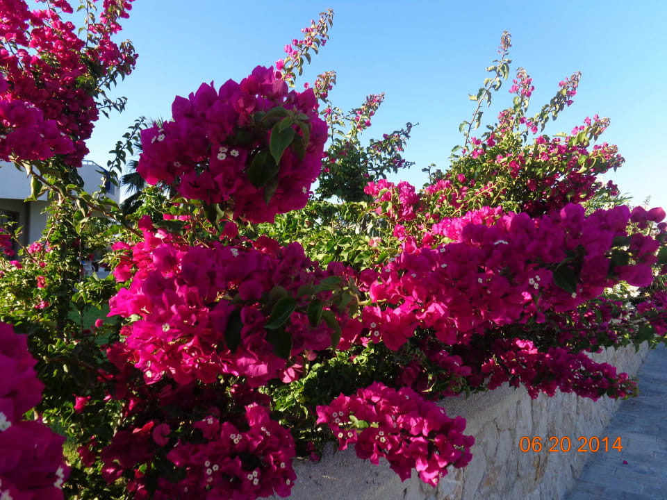 Droga do plaży Atlantica Mikri Poli Rhodes