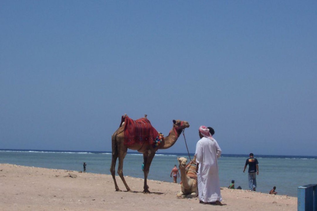 am Strand Pickalbatros Royal Moderna Resort-Sharm El Sheikh