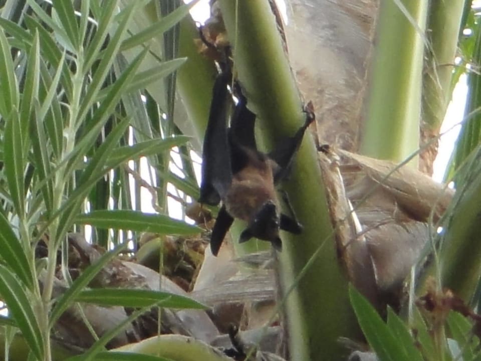 Flughund Velassaru Maldives