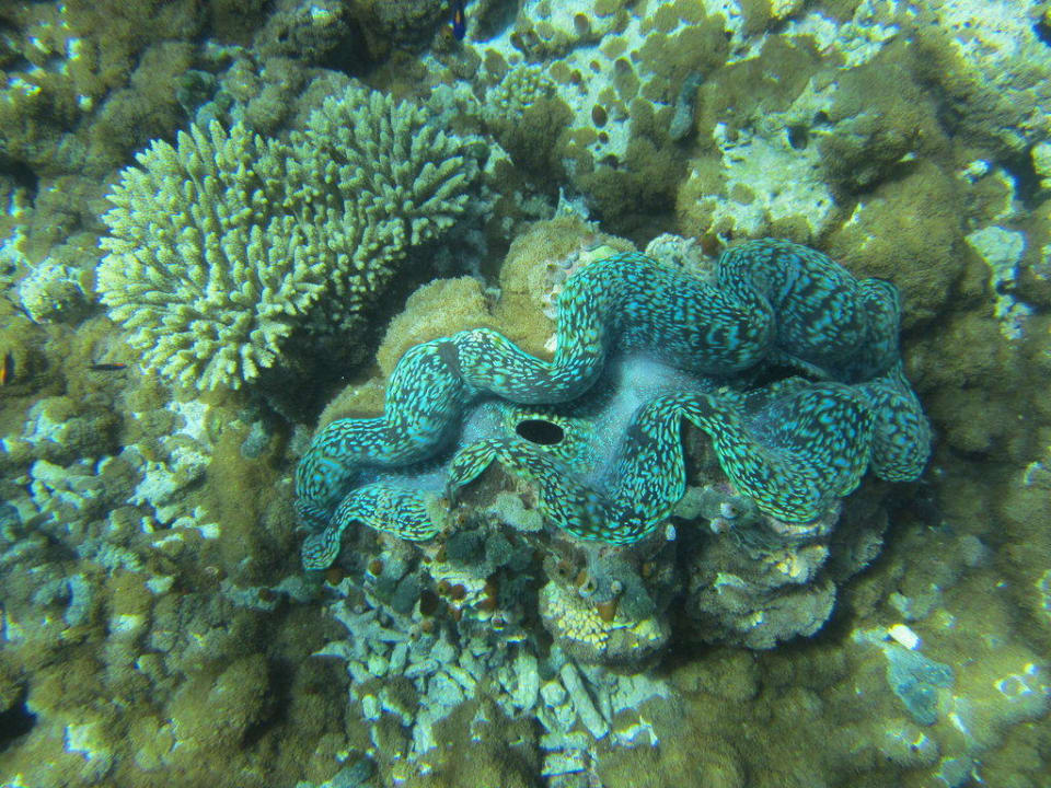 Muschel Makunudu Island