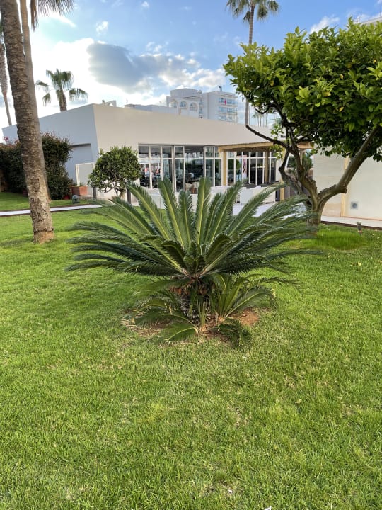 Gartenanlage CM Playa del Moro