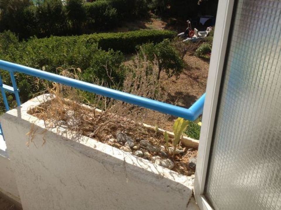 Verdorrte Pflanzen im Balkonkasten Hotel Gorgona