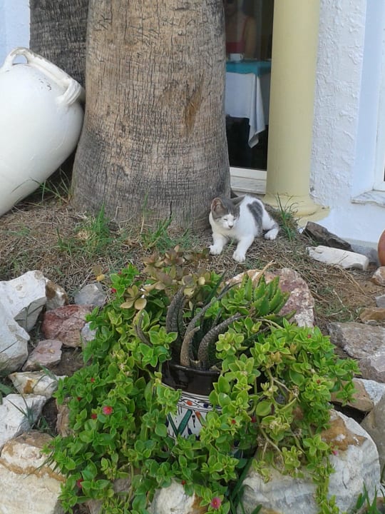 Die Katzen kommen auch zum Essen Hotel Nesrine