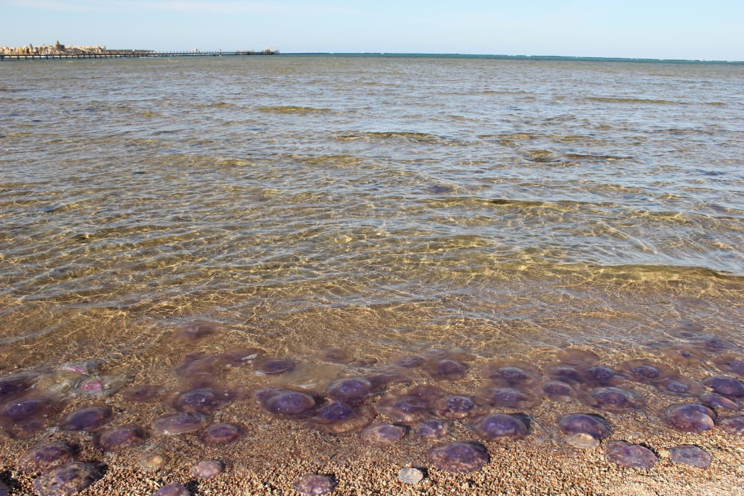 Медузы Stella Garden Resort & Spa, Makadi Bay