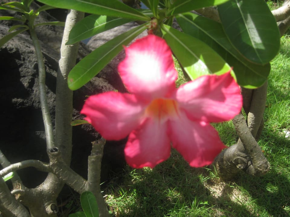Blumen im Garten Sol by Melia Benoa Bali