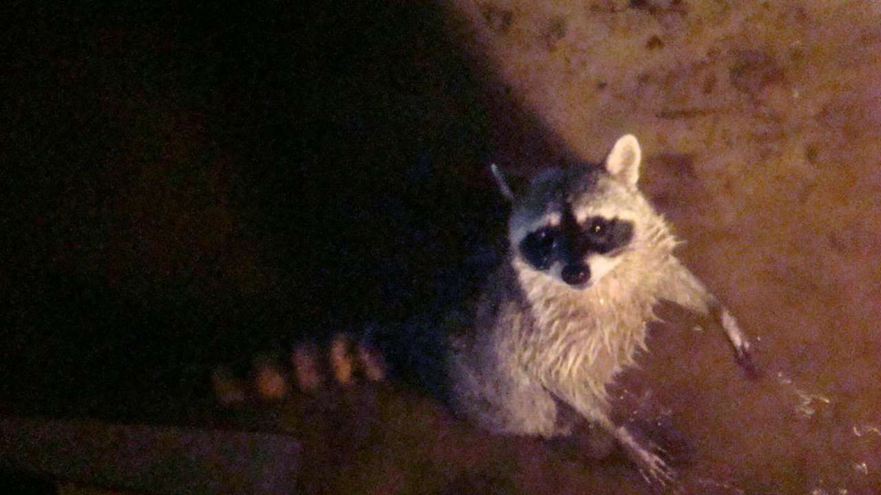 Tiere im Hotel Sandos Caracol Eco Resort