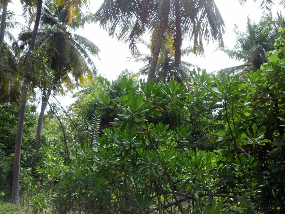 Vegetation Villa Park Sun Island
