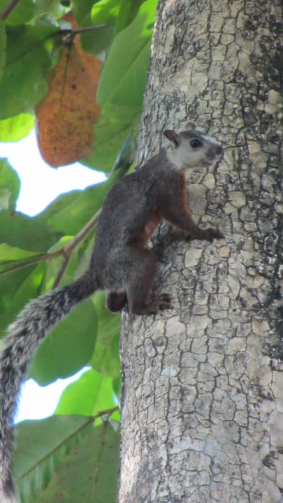 Eichhörnchen Hotel Pochote Grande