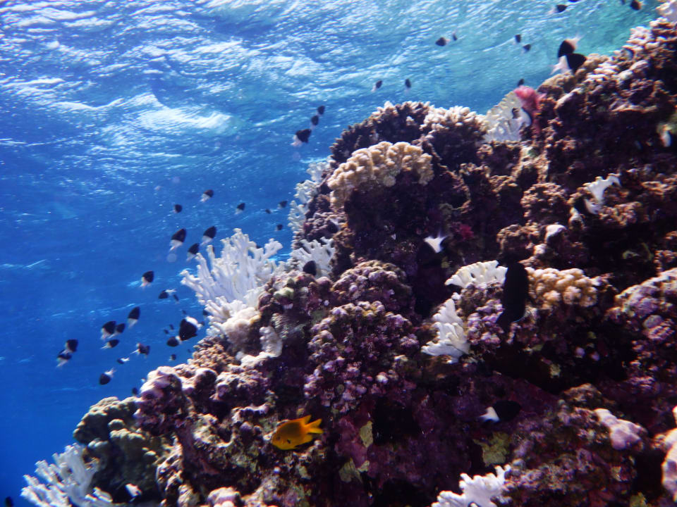 Strand Bliss Nada Beach Resort