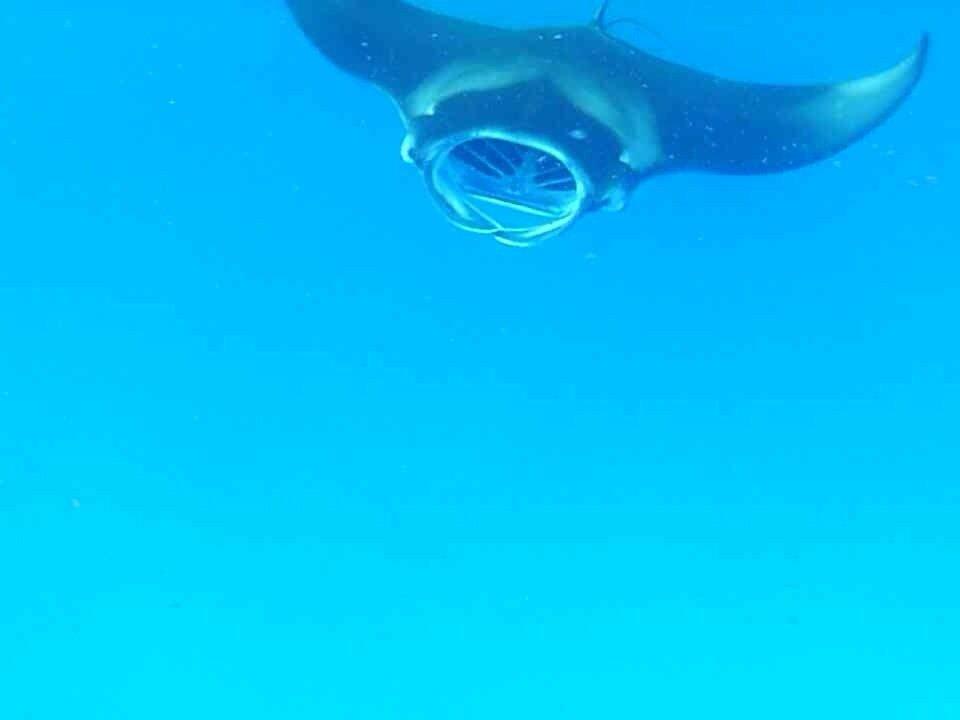 Schwimmen mit Mantas Kuredu Island Resort & Spa