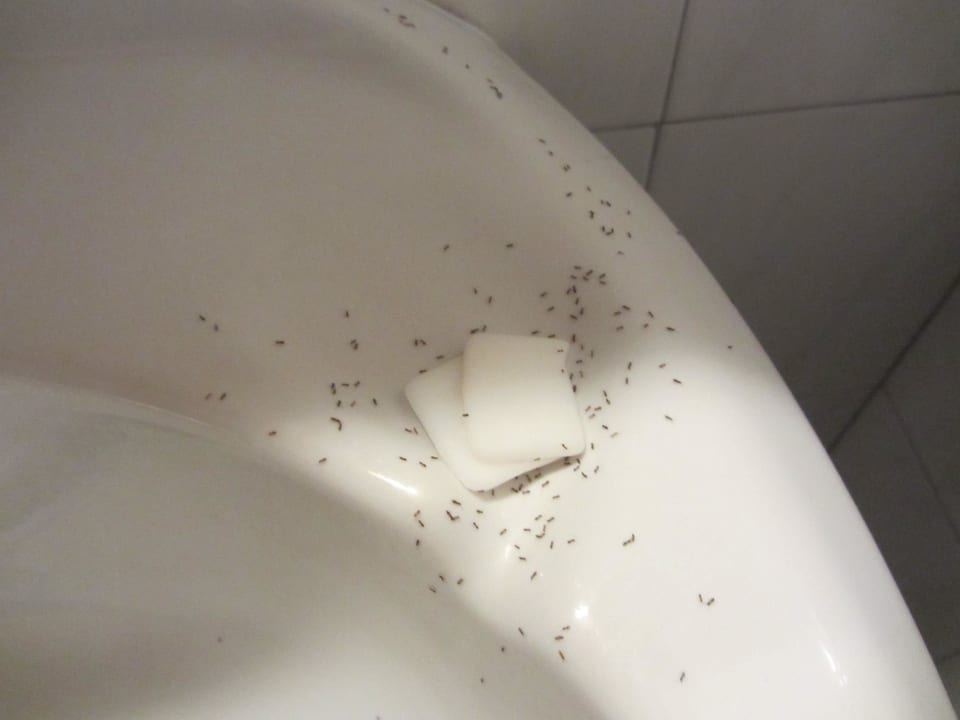 Ameisen im Bad Hotel Sunrise