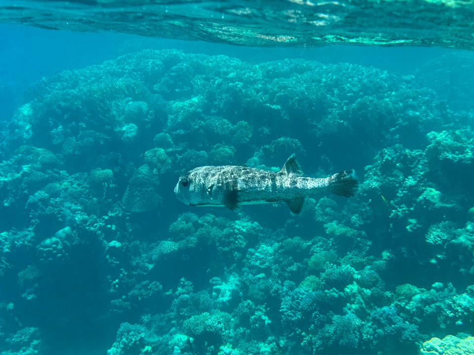 Strand ROBINSON SOMA BAY