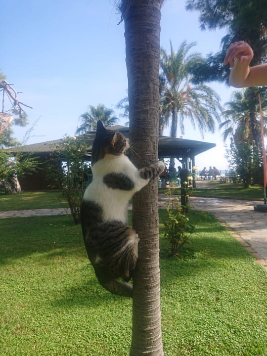 Gartenanlage Hotel Grand Ring