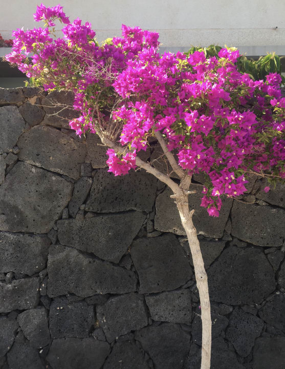 Gartenanlage Hotel Costa Calero