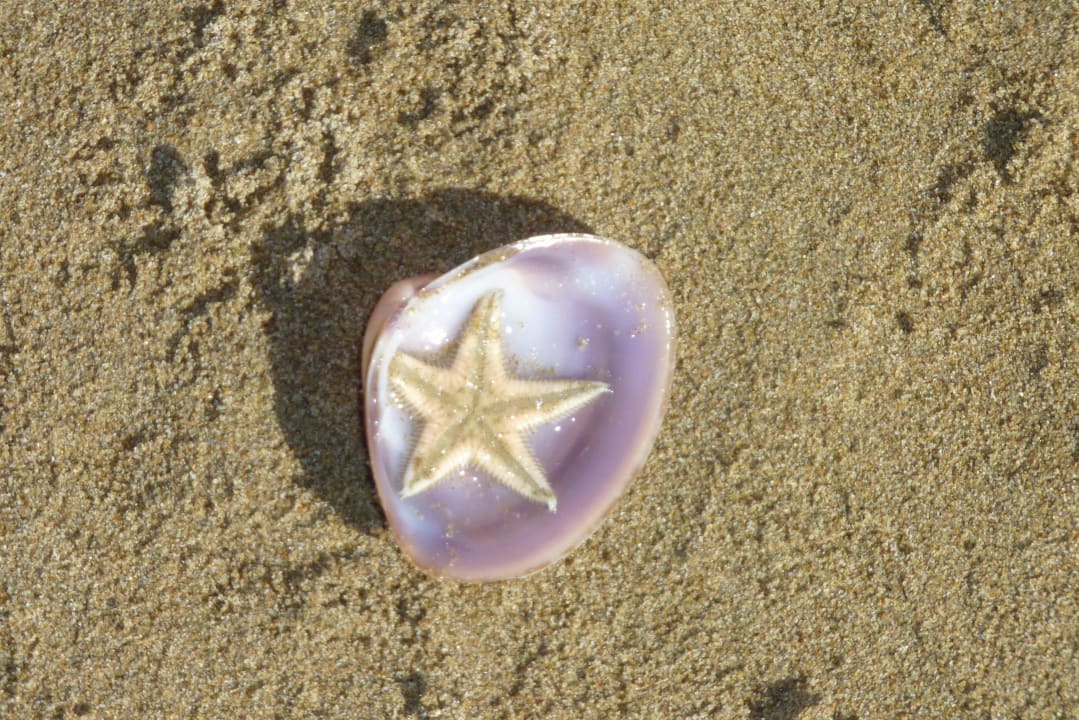 Seestern am Strand gefunden Hotel Terrace Beach Resort