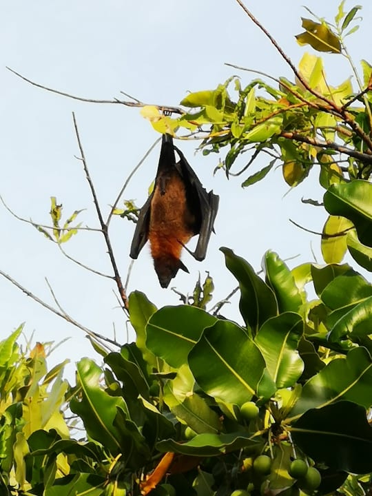 Gartenanlage Adaaran Select Meedhupparu Island Resort - Premium All Inclusive