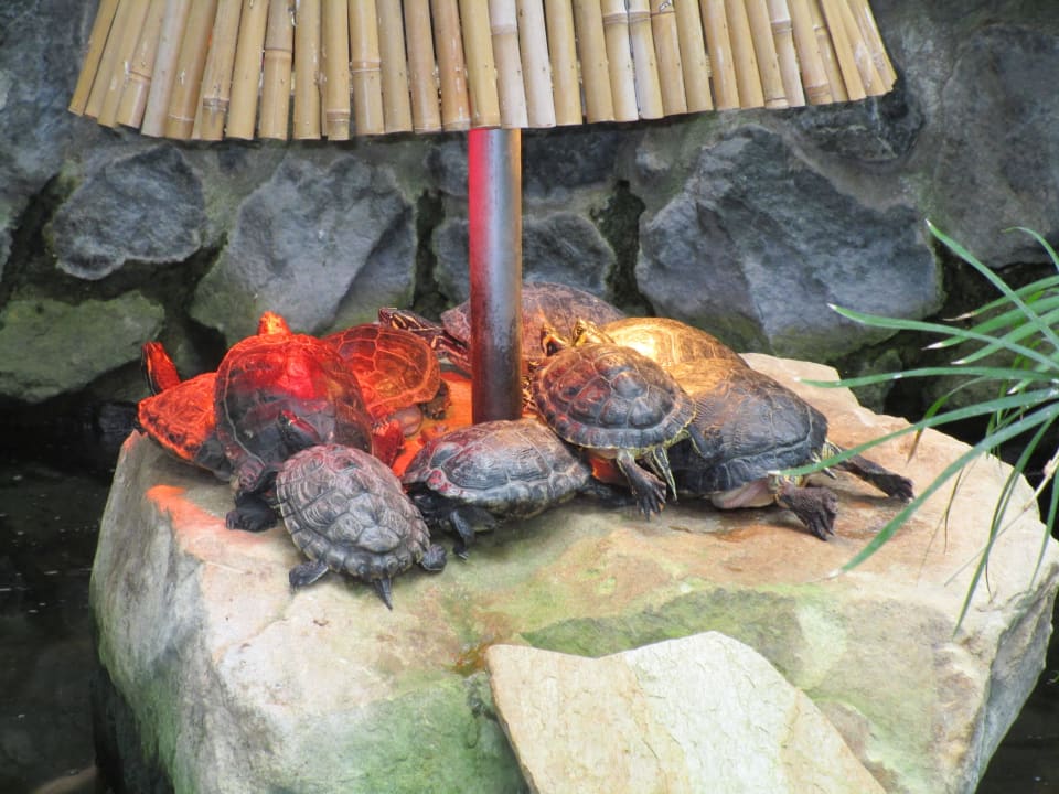 Schildkröten Center Parcs Park Hochsauerland