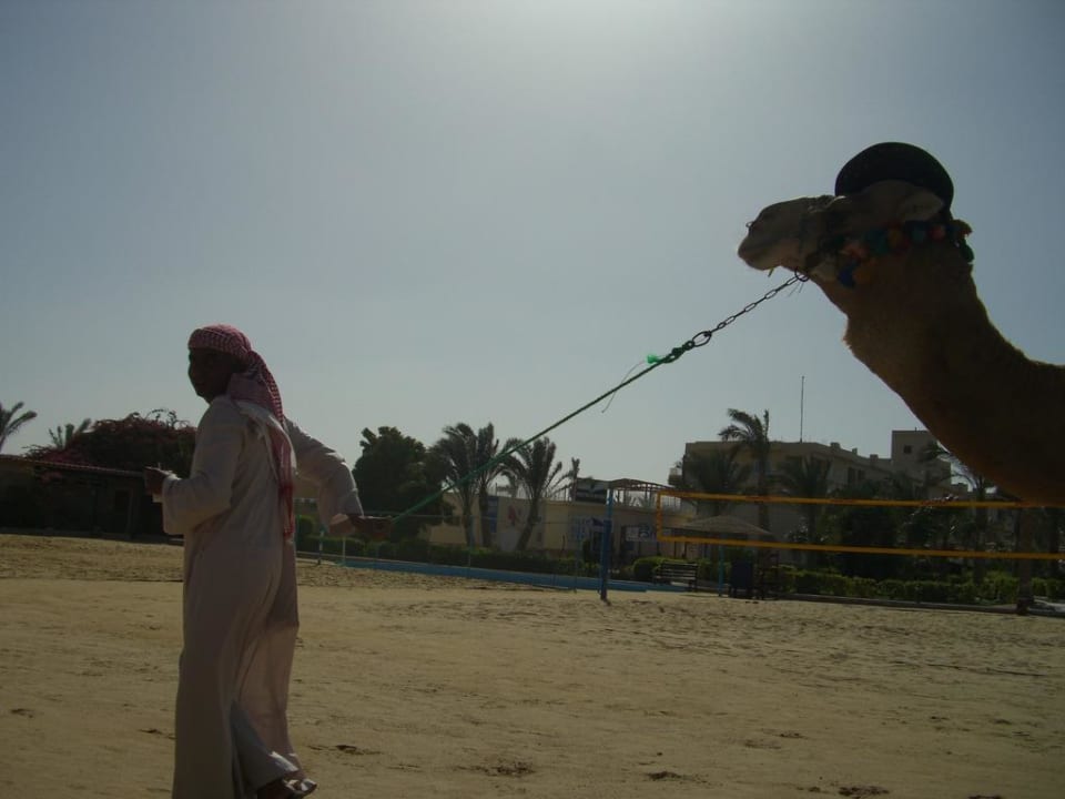 Das Kamel hat auch eine Pause verdient Golden Beach Resort