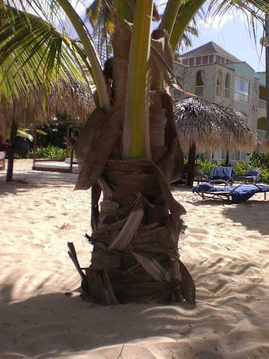 Royal Suites-Bereich Grand Palladium Select Bávaro Resort & Spa