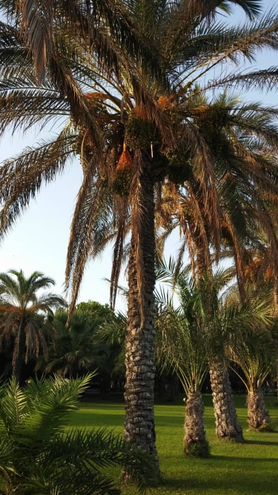 Vom Garten zum Hotel Blue Waters Club