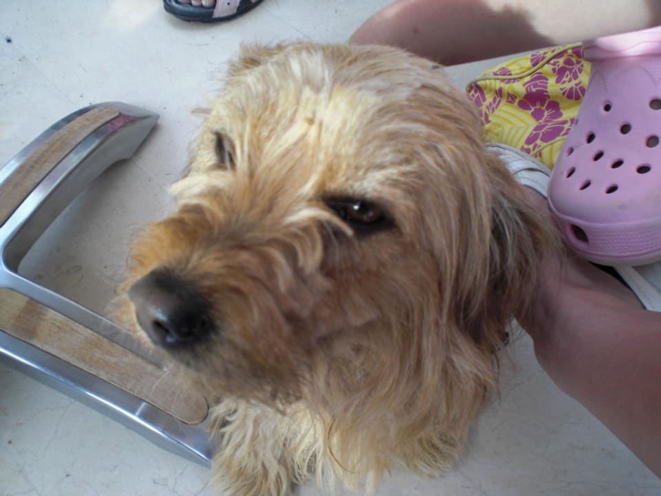 Hotelhund Seaden Corolla Hotel