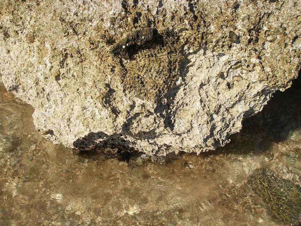 На море Hotel Royal Paradise