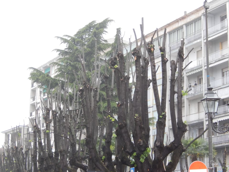 Beschnittene Bäume vor dem Hotel Grand Hotel Nuove Terme