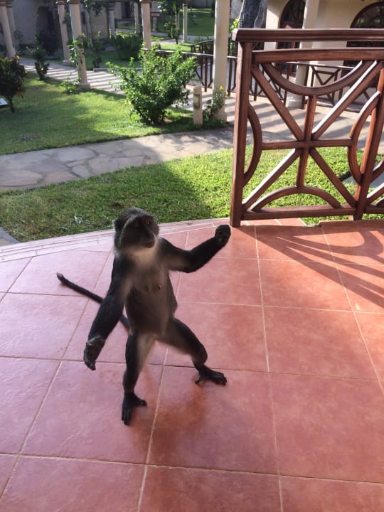 Zimmer Neptune Paradise Beach Resort & Spa