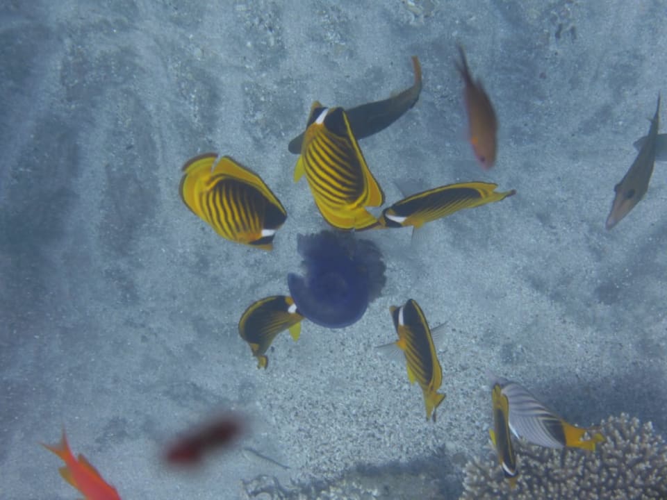 Sport & Freizeit Malikia Resort Abu Dabbab