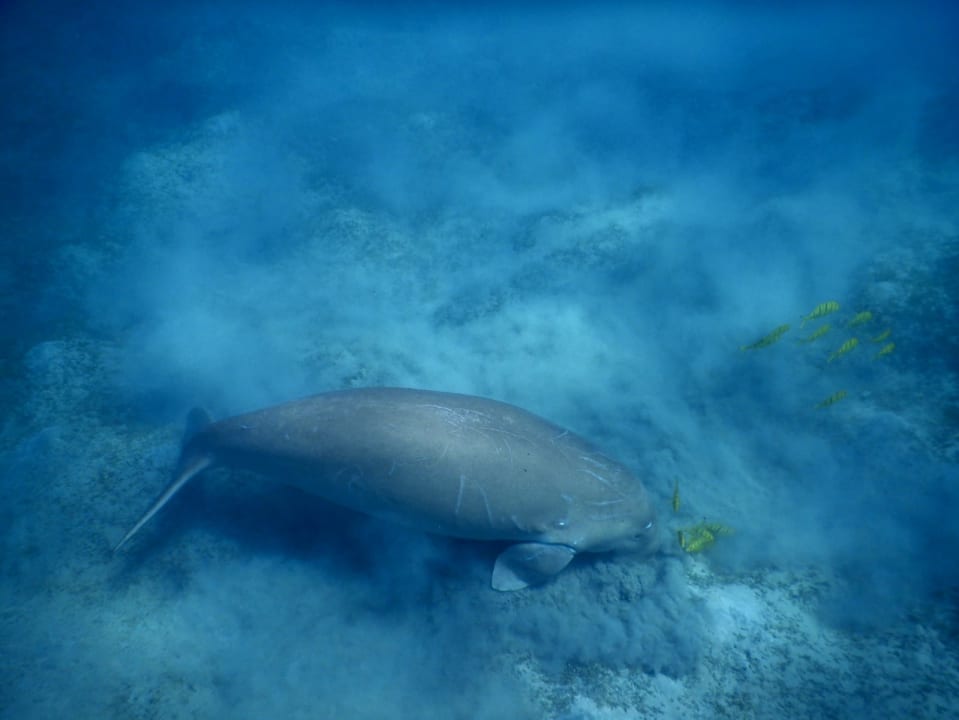 Sport & Freizeit Shams Alam Beach Resort