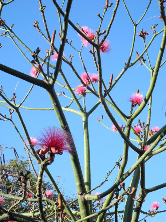 Gartenanlage Hotel Versalles