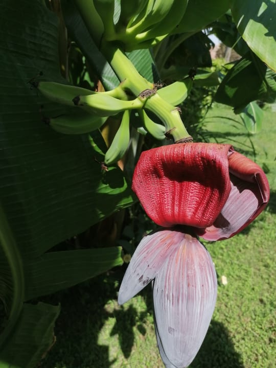 Gartenanlage Bella Resort & Spa