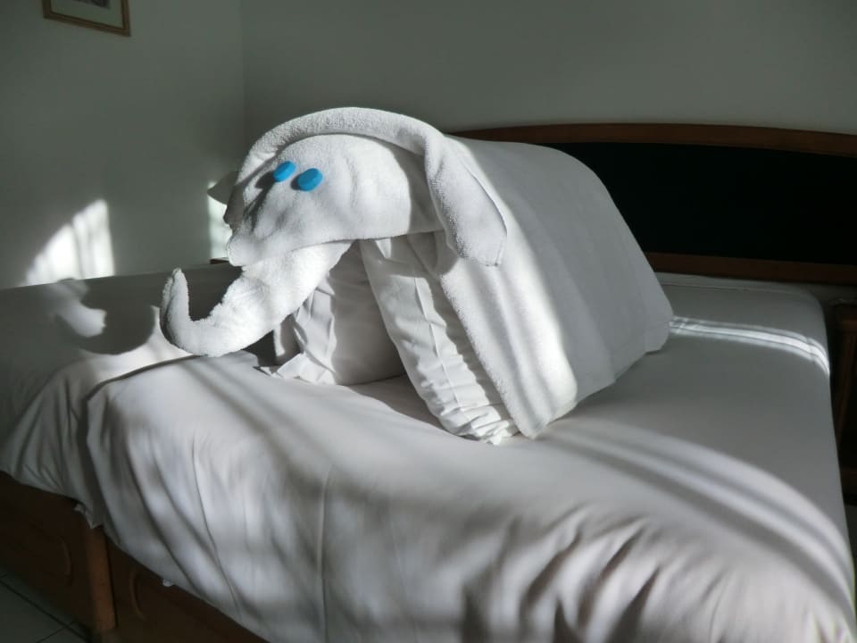 Unser Elefant Desert Rose