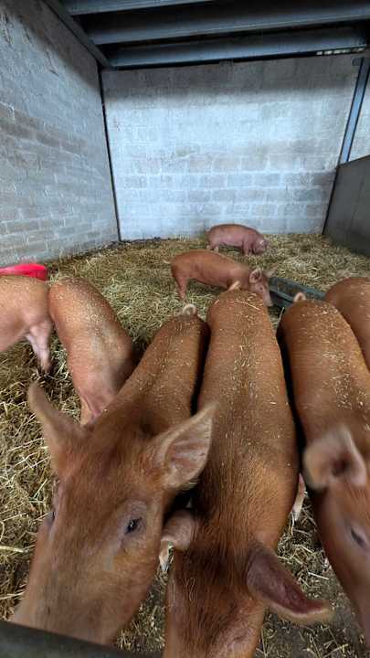 Sonstiges Peggyslea Farm B&B