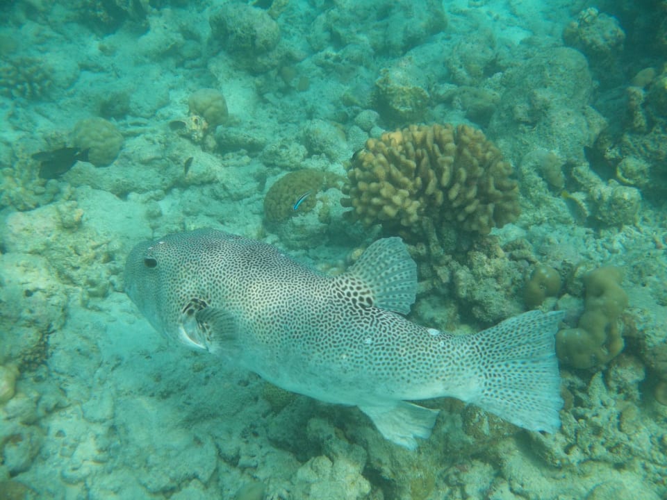 Riesenkugelfisch NH Collection Maldives Reethi Resort