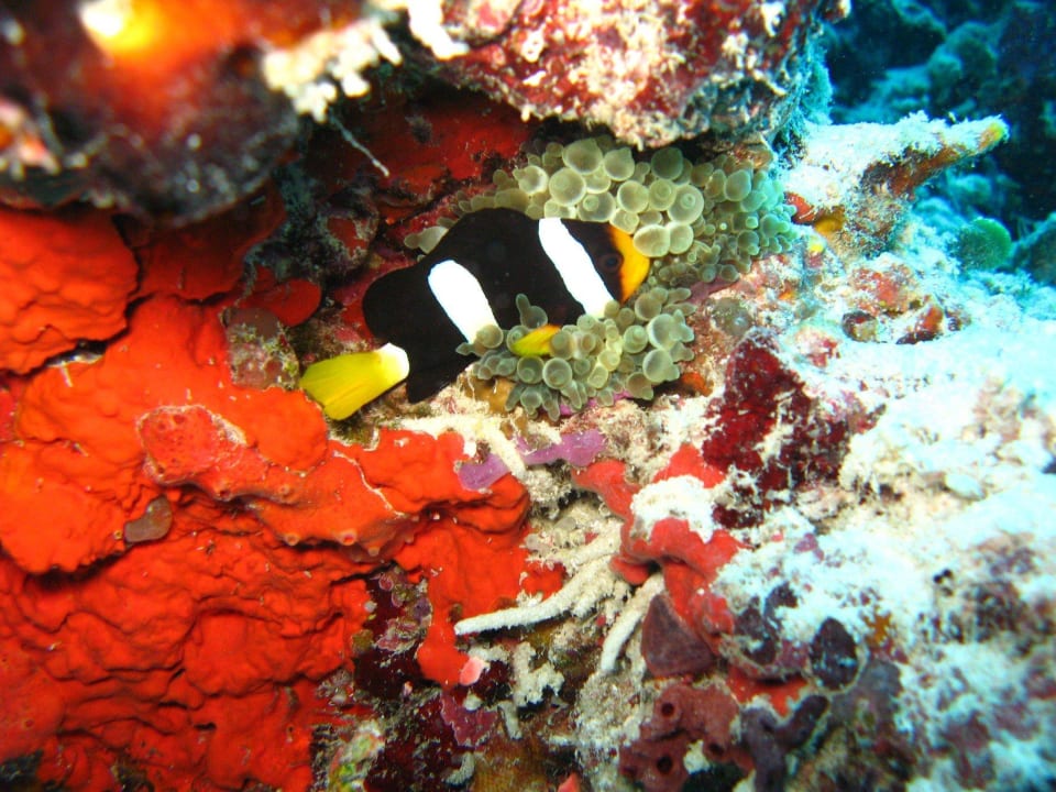 Nemo - beim Tauchen entdeckt Summer Island Maldives