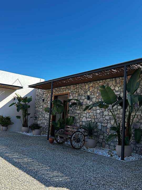 Strand Seashell Vega