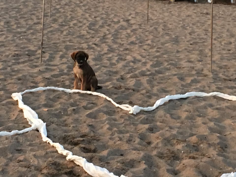 Restaurant Hotel Gardenia Beach