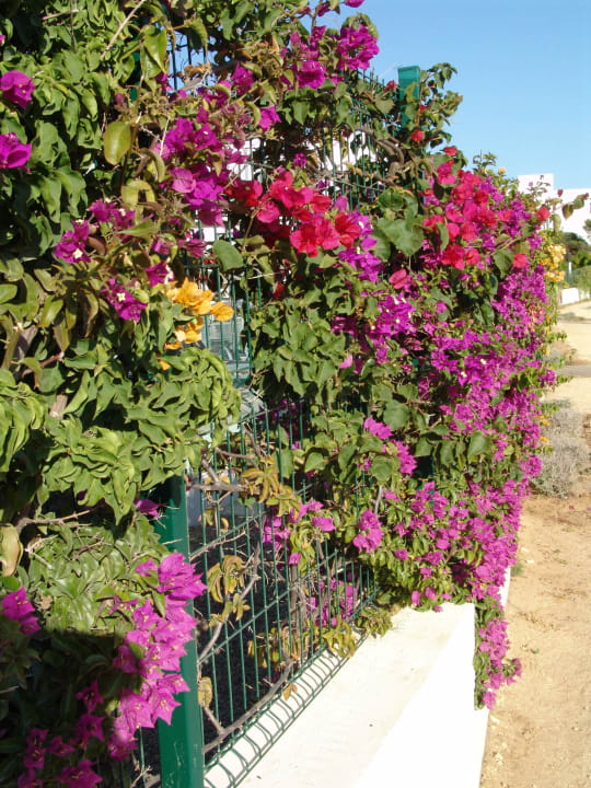 Blütenpracht Hipotels Gran Conil Hotel