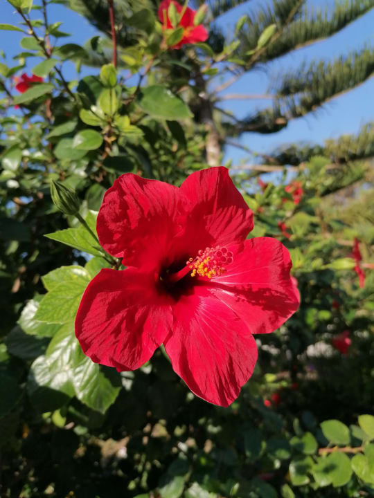 Gartenanlage Hotel Orfeus Park