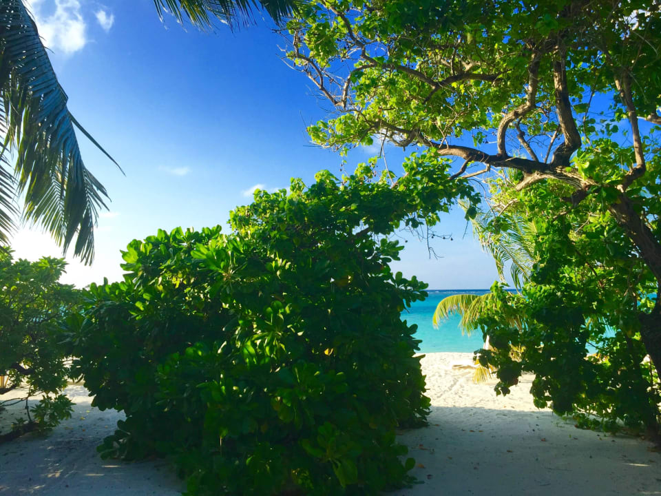 Widok z pokoju Summer Island Maldives