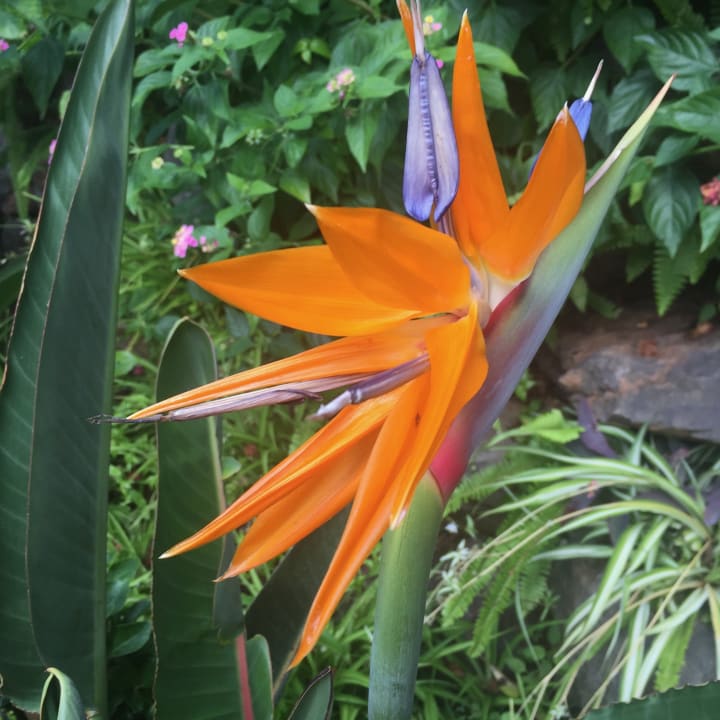Gartenanlage Hotel Quinta Splendida Wellness & Botanical Garden